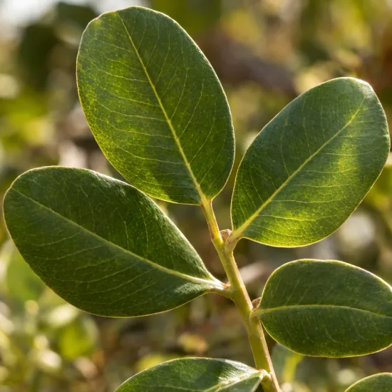 Pistachier vrai 'Sirora' (Pistacia vera) — gros plan sur feuilles ovales vertes · Photo d'illustration