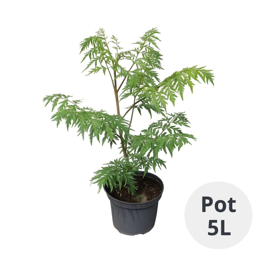 Sumac de virginie