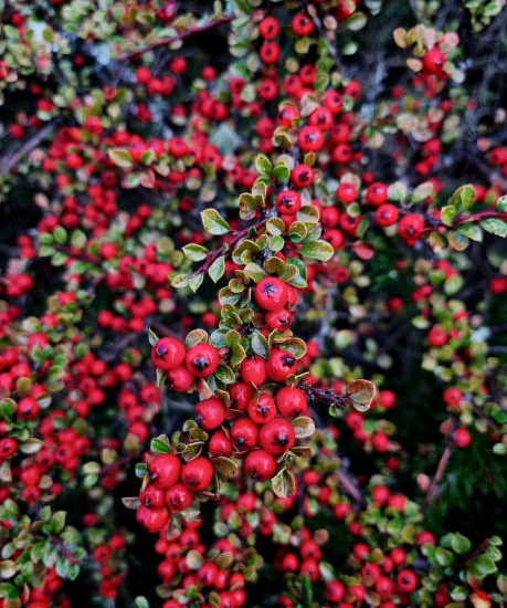 Cotoneaster de Dammer 'Royal Carpet'