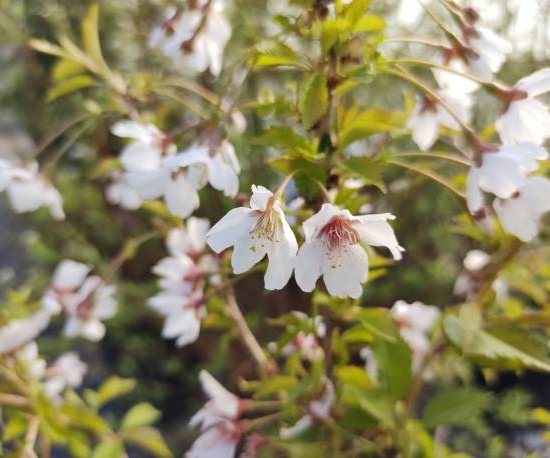 Cerisier à fleurs 'Kojou no mai'