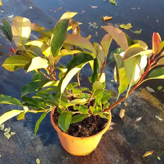 Photinia 'Red robin' (Photinia fraseri) — jeune arbuste en pot sur sol plastifié · Pot 3L Touffe