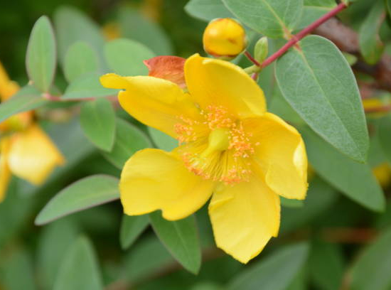 Millepertuis de hooker 'Hidcote'