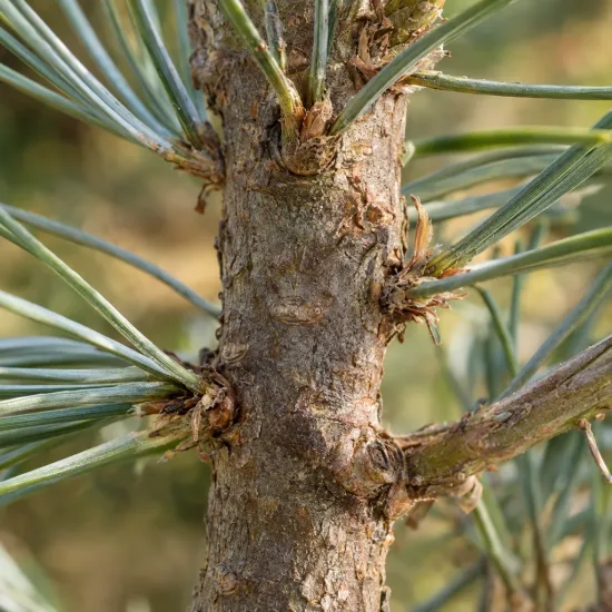 Pin parasol nain 'Silver crest' (Pinus pinea) — gros plan sur tronc et aiguilles persistantes · Photo d'illustration