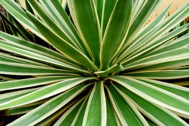 Yucca puck