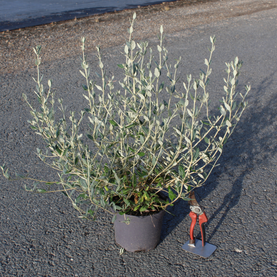 Germandrée arbustive