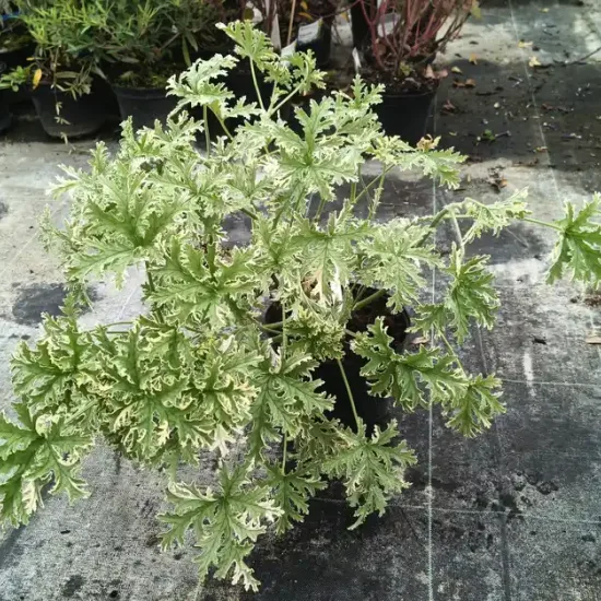 Géranium au parfum de menthe poivrée 'Lady plymouth' (Pelargonium graveolens) — jeune plant au feuillage vert panaché en pot · Pot 3L