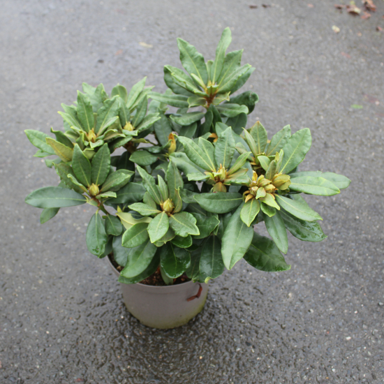 Rhododendron 'Lord robert rouge'