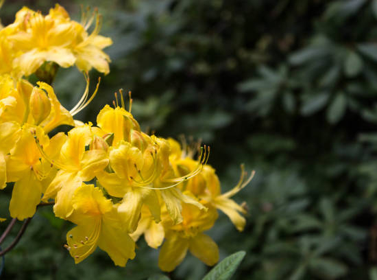 Azalée de chine 'Harvest moon jaune'