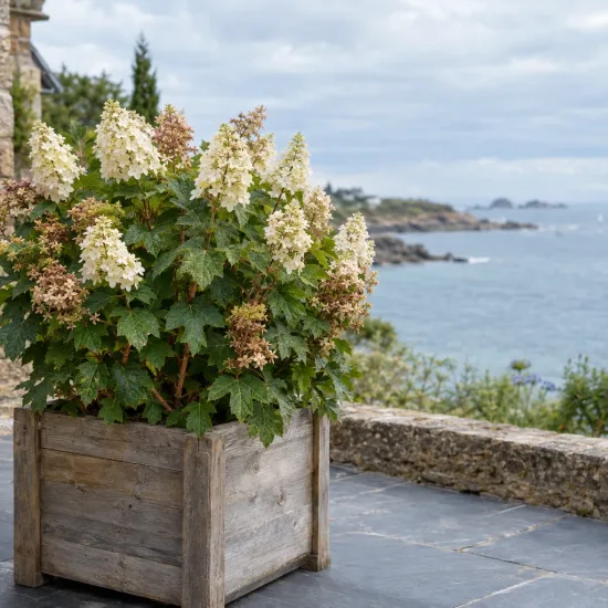 Hydrangea à feuilles de chêne 'Munchkin' (Hydrangea quercifolia) — arbuste fleuri en bac bois sur terrasse côtière · Photo d'illustration