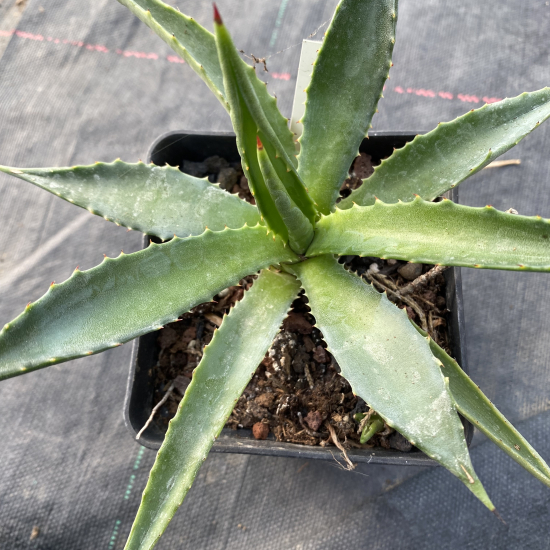 Agave  decipiens