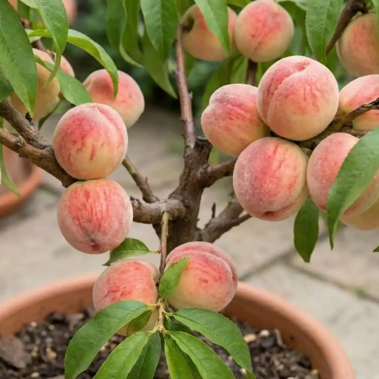 Pêcher nain 'Snow baby'