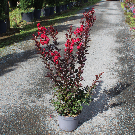 Lilas des indes 'Ruffled red magic'