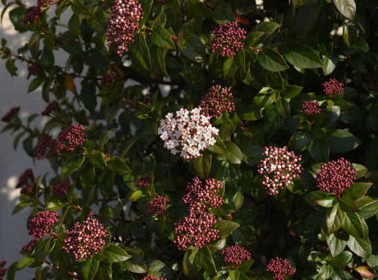 Viorne tin 'Gwenllian'