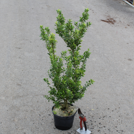 Houx mutchagara 'Kanehirae'