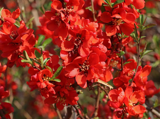 Cognassier à fleurs 'Red kimono'