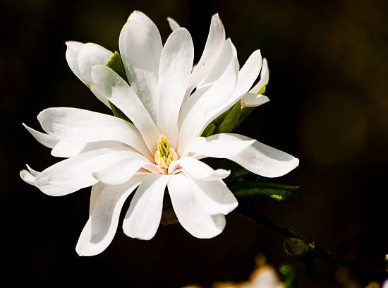 Magnolia étoilé
