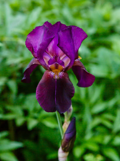 Iris nain 'Cherry garden pourpre'