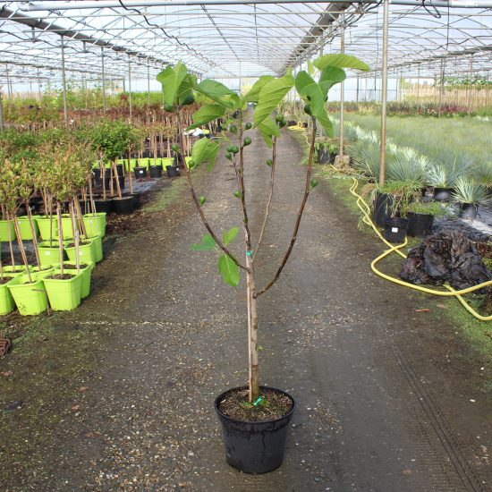 Figuier 'Madeleine des 2 saisons'