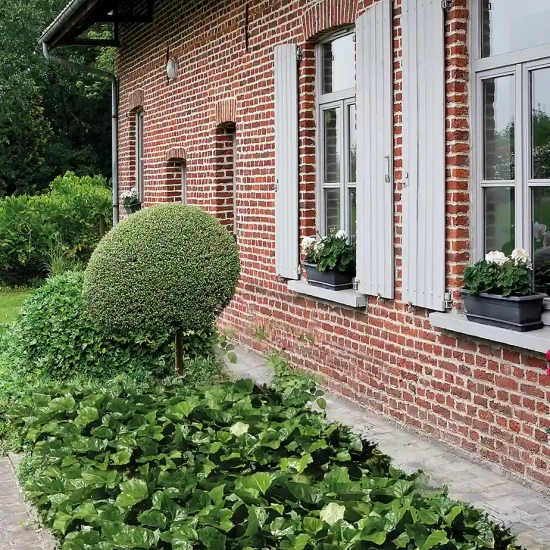 Lierre couvre-sol 'Bellecour ®'