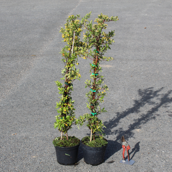 Buisson-ardent 'Jaune cadaune'