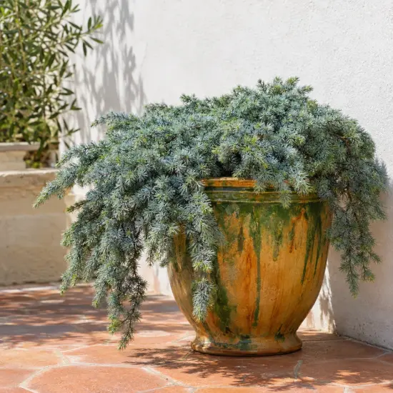 Cèdre de l'himalaya feeling blue 'Feelin blue' (Cedrus deodara) — conifère retombant au feuillage bleuté dans grand pot