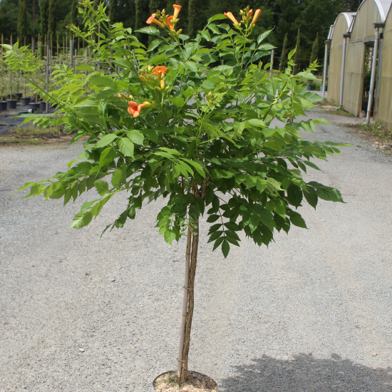 Bignone 'Gold trumpet creeper'
