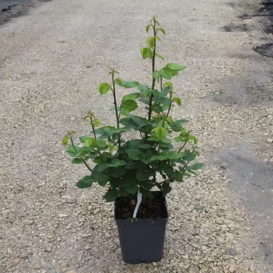 Rosier 'Soledad '
