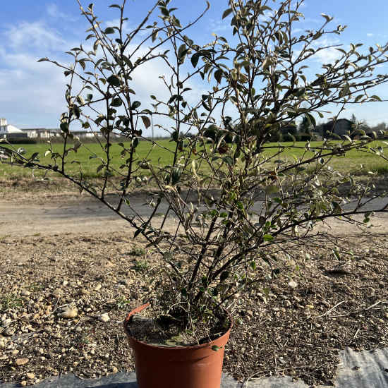 Cotonéaster de Franchet ou Cotonéastre de Franchet