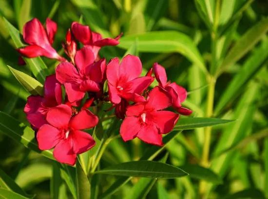 Laurier rose (rouge) — grappes de fleurs rouges parmi le feuillage vert