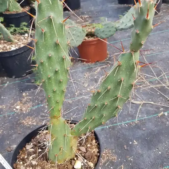 Figue de barbarie des plaines 'Pisciformis' (Opuntia rhodantha) — cactus dressé épineux en pot noir