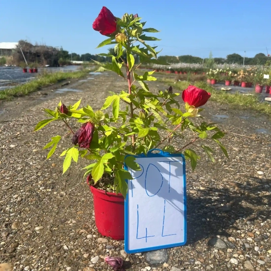 Hibiscus 'Akata'