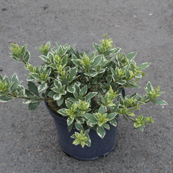 Pittosporum 'La blanca'