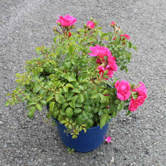 Rosier 'Emera rose fuchsia '
