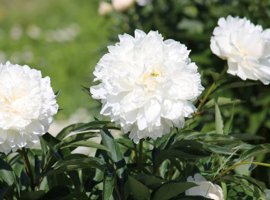 Pivoine 'Duchesse de nemours blanc'