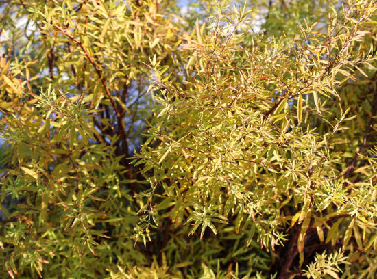 Saule des sakhalines 'Golden sunshine'