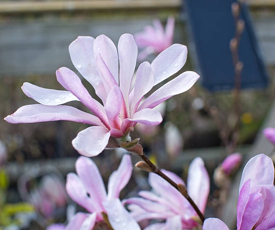 Magnolia 'Leonard messel'