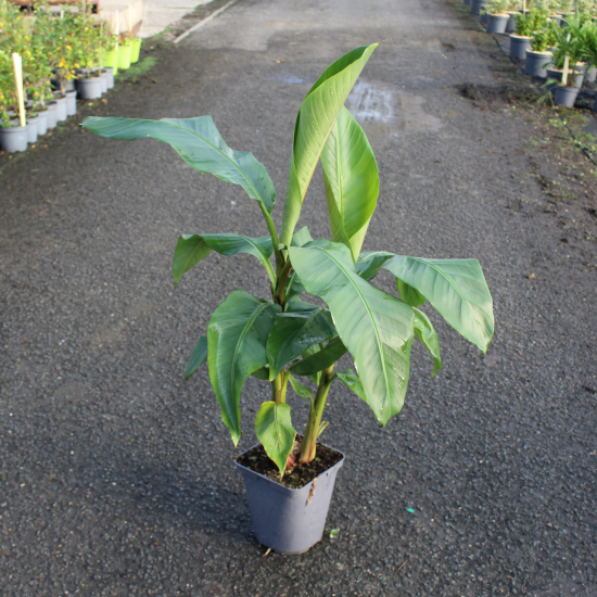 Bananier japonais 'Mekong giant'