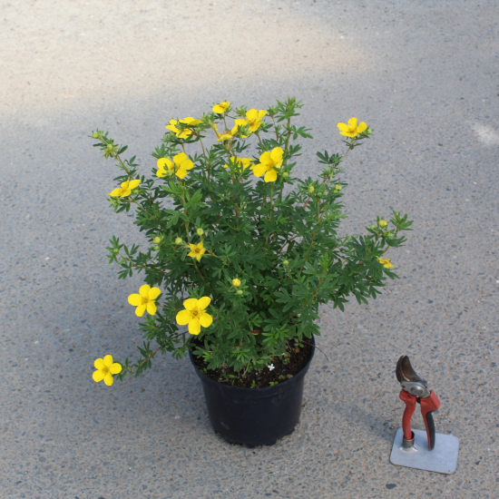 Potentille 'Goldfinger'