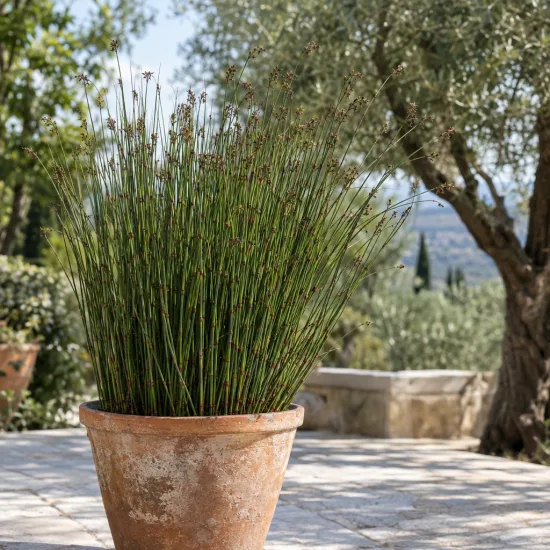 Roseau du cap (Elegia tectorum) — touffe dense de tiges fines dressées en pot · Photo d'illustration