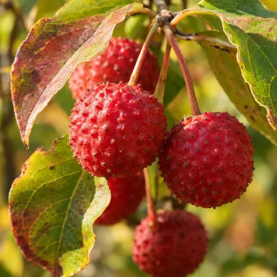Cornouiller à grandes fleurs blanches et gros fruits 'Big apple' (Cornus kousa) — gros fruits rouges bosselés avec feuillage · Photo d'illustration
