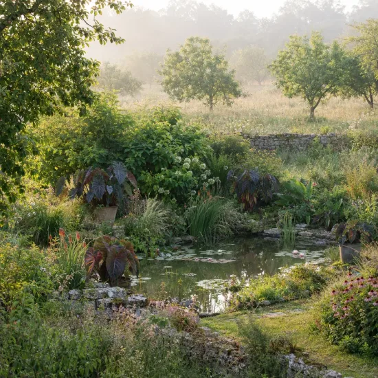 Colocasia 'Flocolegy' — massif luxuriant autour d'un bassin de jardin · Photo d'illustration
