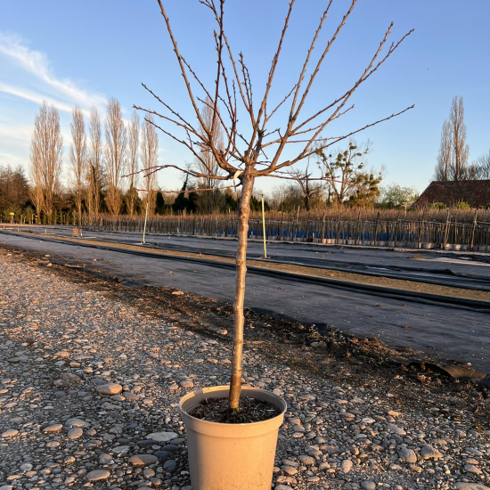 Abricotier 'Garden aprigold'