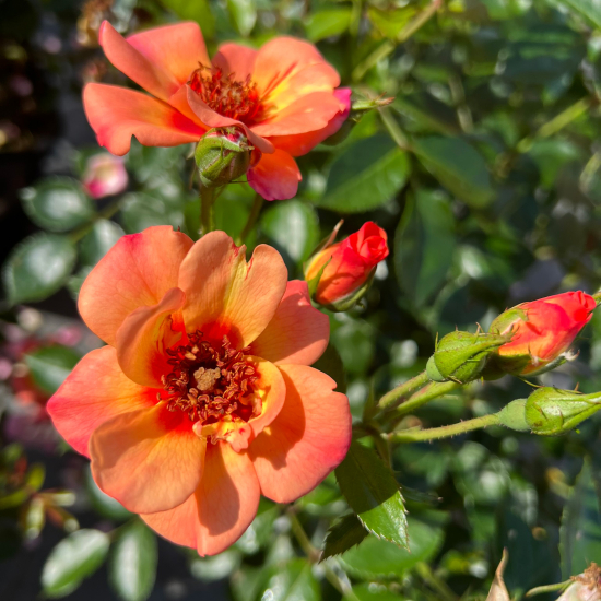 Rosier 'Baia '