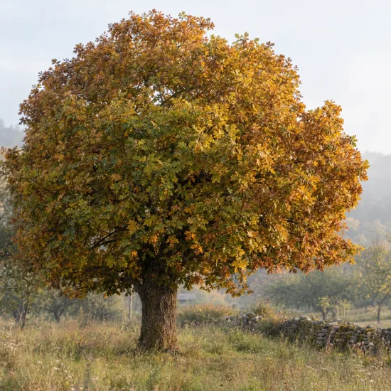 Chêne (Quercus) — grand arbre isolé au feuillage automnal dense · Photo d'illustration