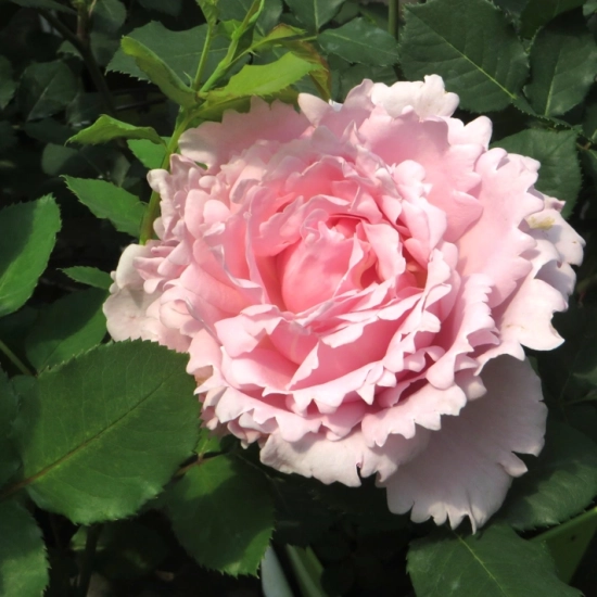 Rosier 'Sophie rochas'