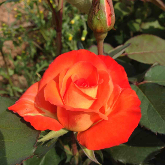 Rosier 'France libre'