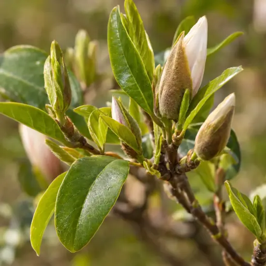 Magnolia 'Ricky' — gros plan sur bourgeons floraux et jeunes feuilles