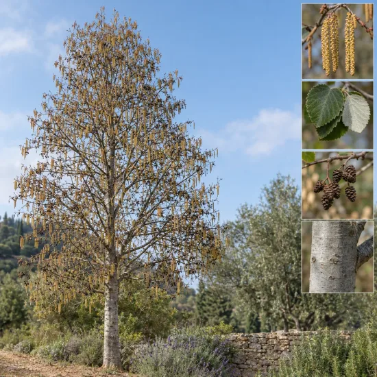 Aulne blanc (Alnus incana) — arbre mature au jardin et détails botaniques · Photo d'illustration