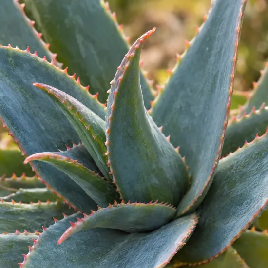 Aloe à tête penchée (Aloe hexapetala) — rosette serrée de feuilles épaisses dentées · Photo d'illustration