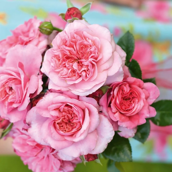 Rosier 'Pink voluptia '